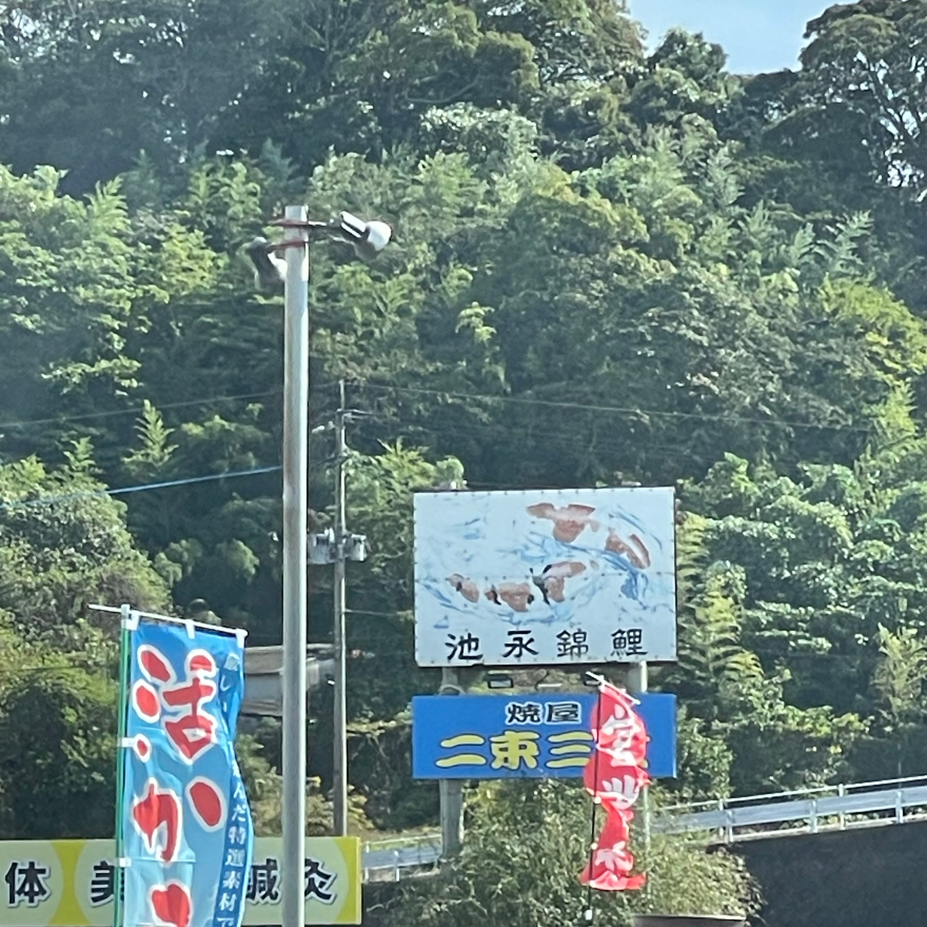 池永錦鯉_1枚目