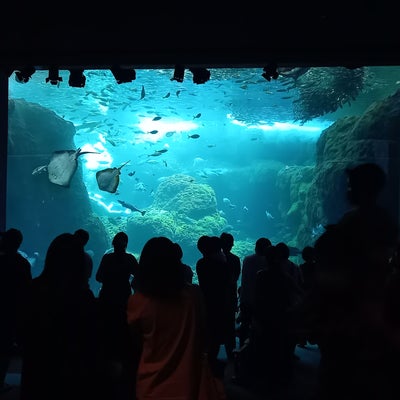2023/07/02にメビウスが投稿した、江ノ島水族館 Sunny Sandsの店内の様子の写真