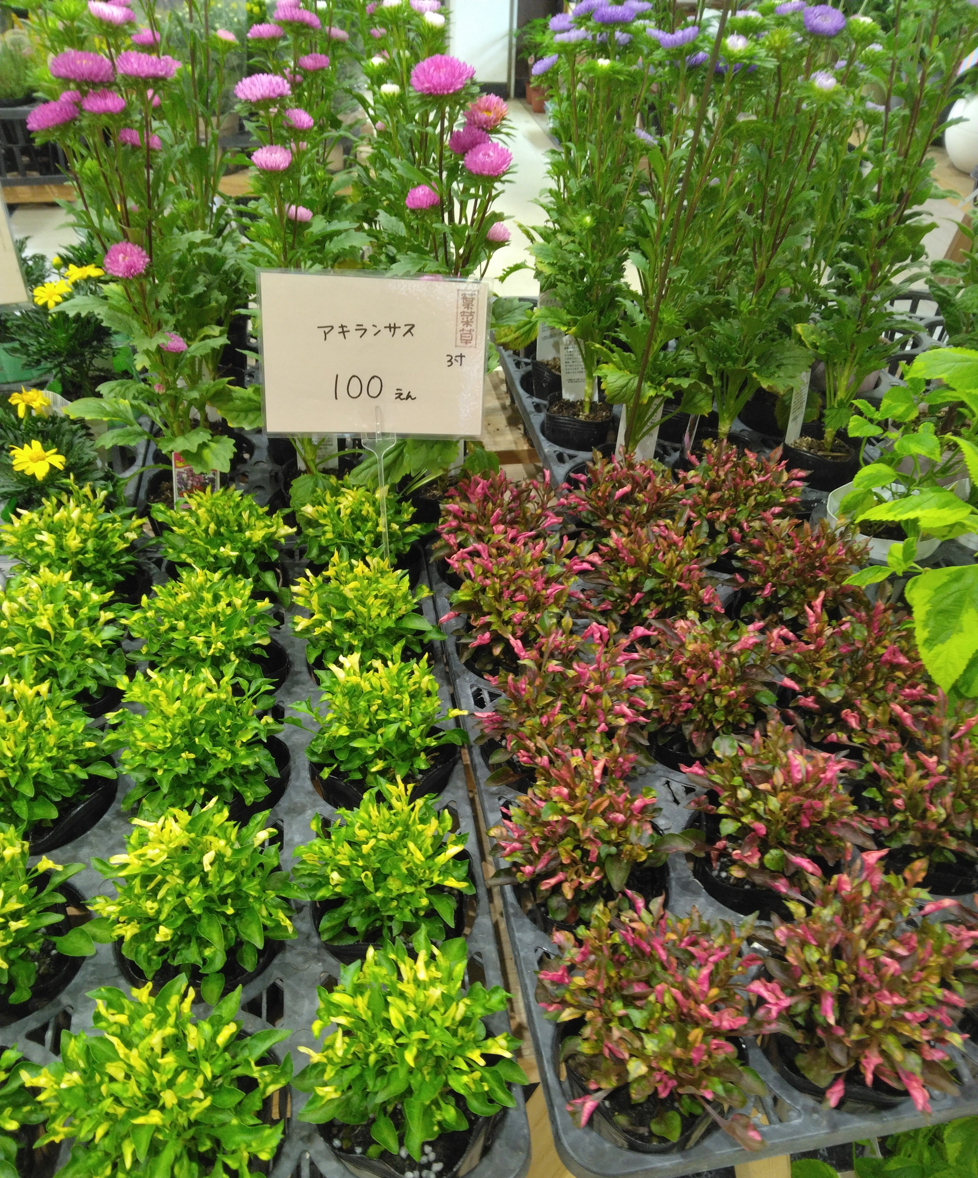 葉菜草　いこらもーる店_3枚目