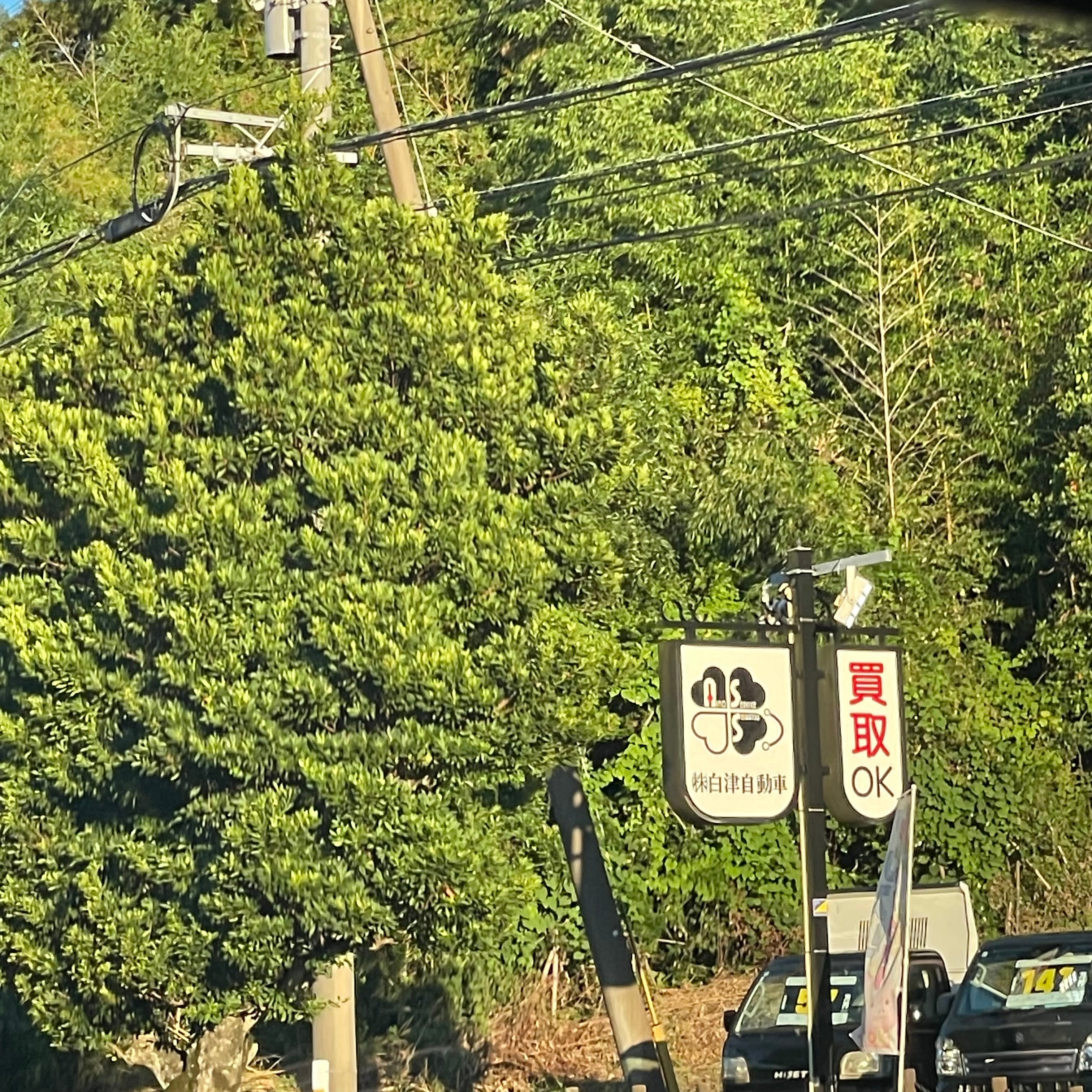 白津自動車_2枚目