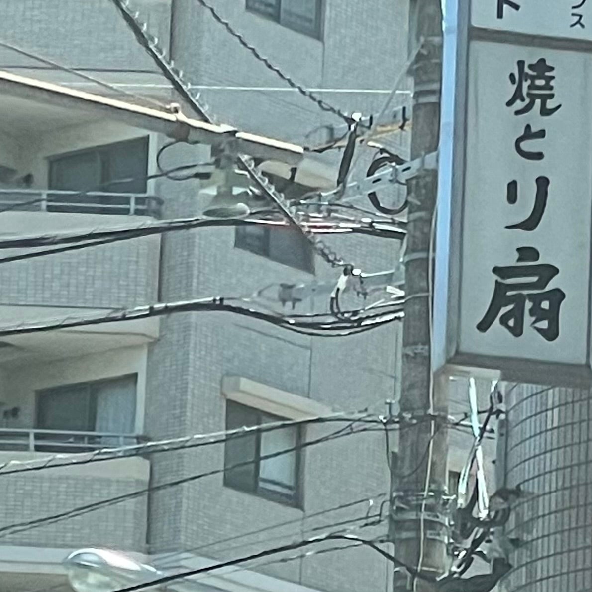 焼とり扇_2枚目