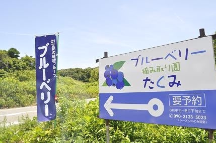 ブルーベリー摘み取り園　たくみ_2枚目