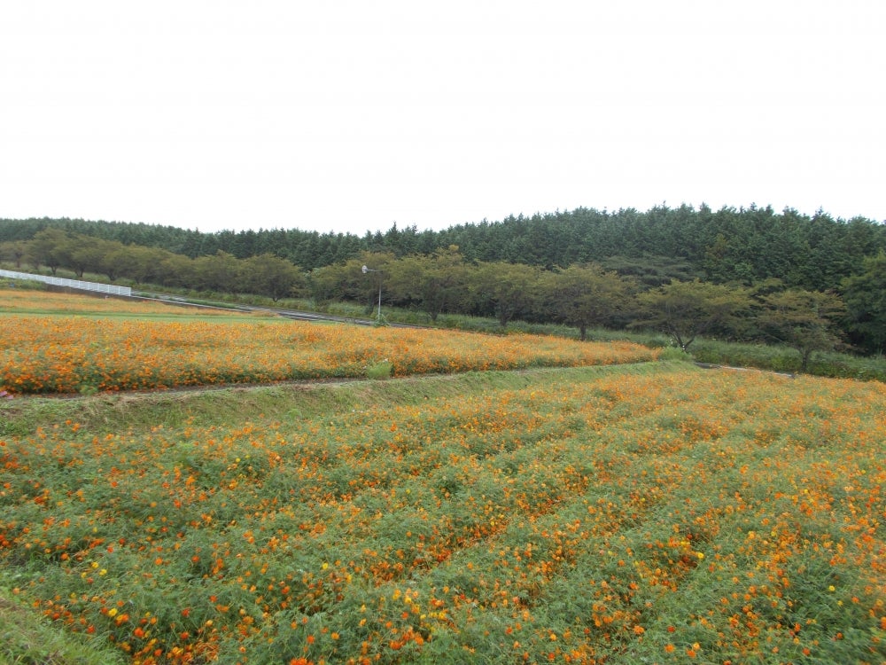 富士　花めぐりの里_2枚目
