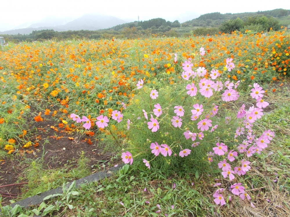 富士　花めぐりの里_3枚目