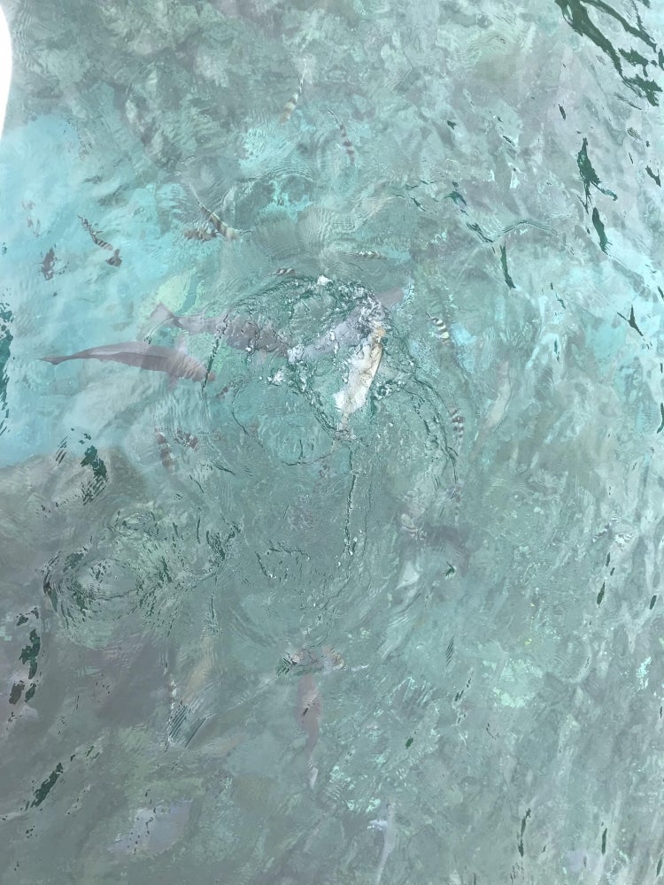 小笠原観光有限会社_2枚目