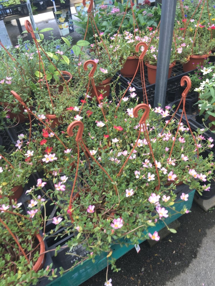 丸吉園芸