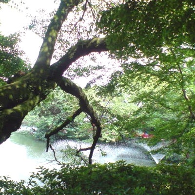 2012/07/22に鷹太郎が投稿した、東京都井の頭恩賜公園のその他の写真