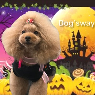2019/06/17につーやんが投稿した、PetSalon Dog’sway のスタイルの写真