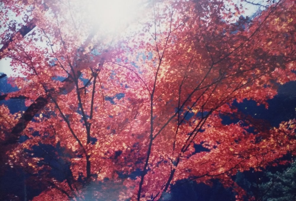 奥津渓の紅葉_3枚目
