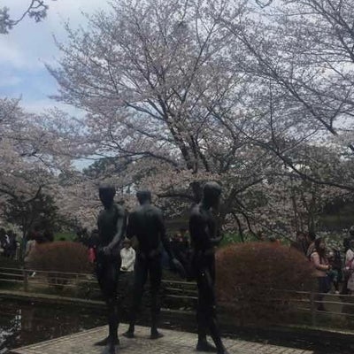 2022/11/14にKudaが投稿した、北ノ丸公園の桜の雰囲気の写真
