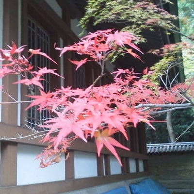 2013/11/24に投稿された、多田神社のその他の写真
