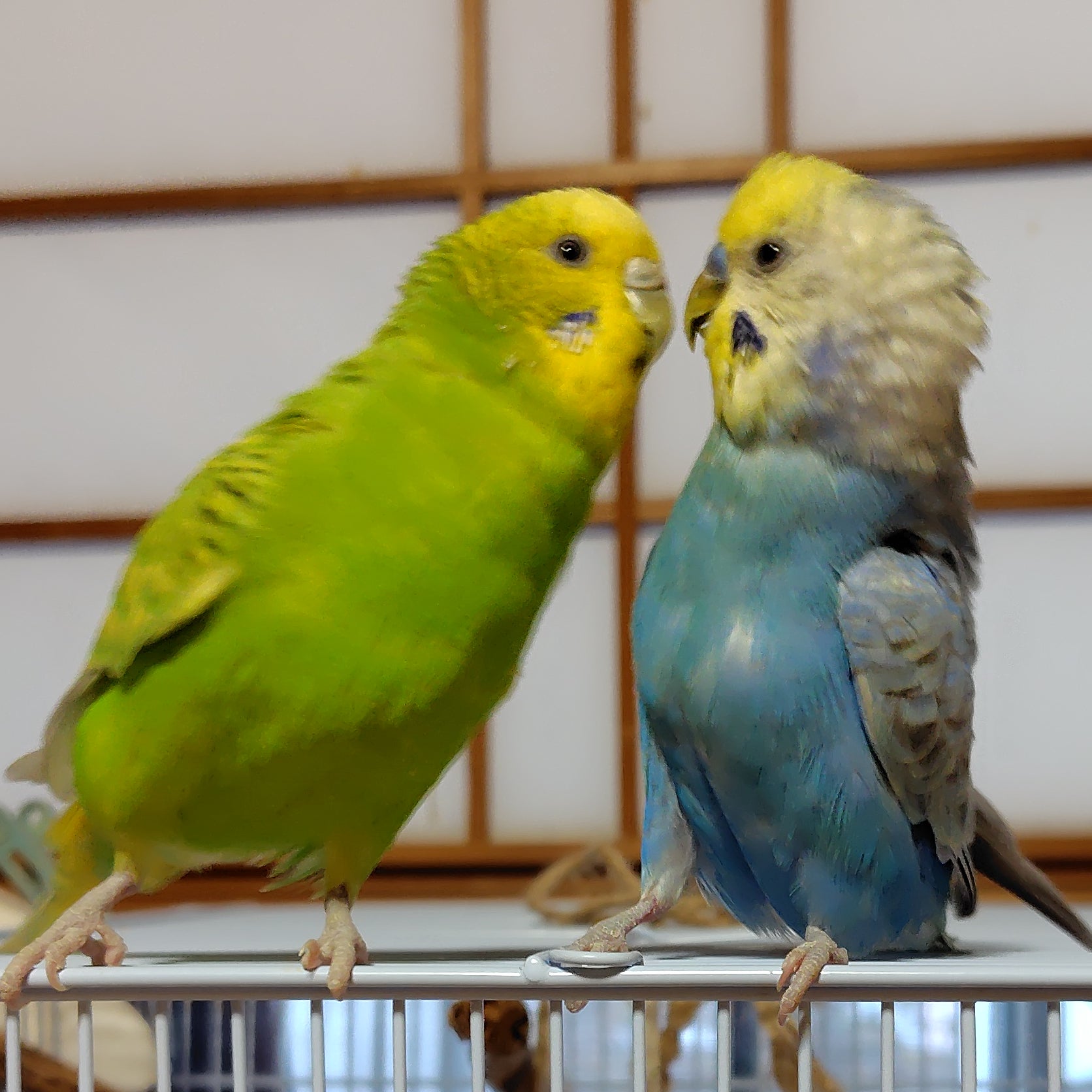 pomme.sora