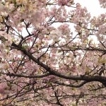 櫻咲く