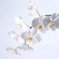 ガーデンガーデンの胡蝶蘭　ホワイト　3本立ちの写真