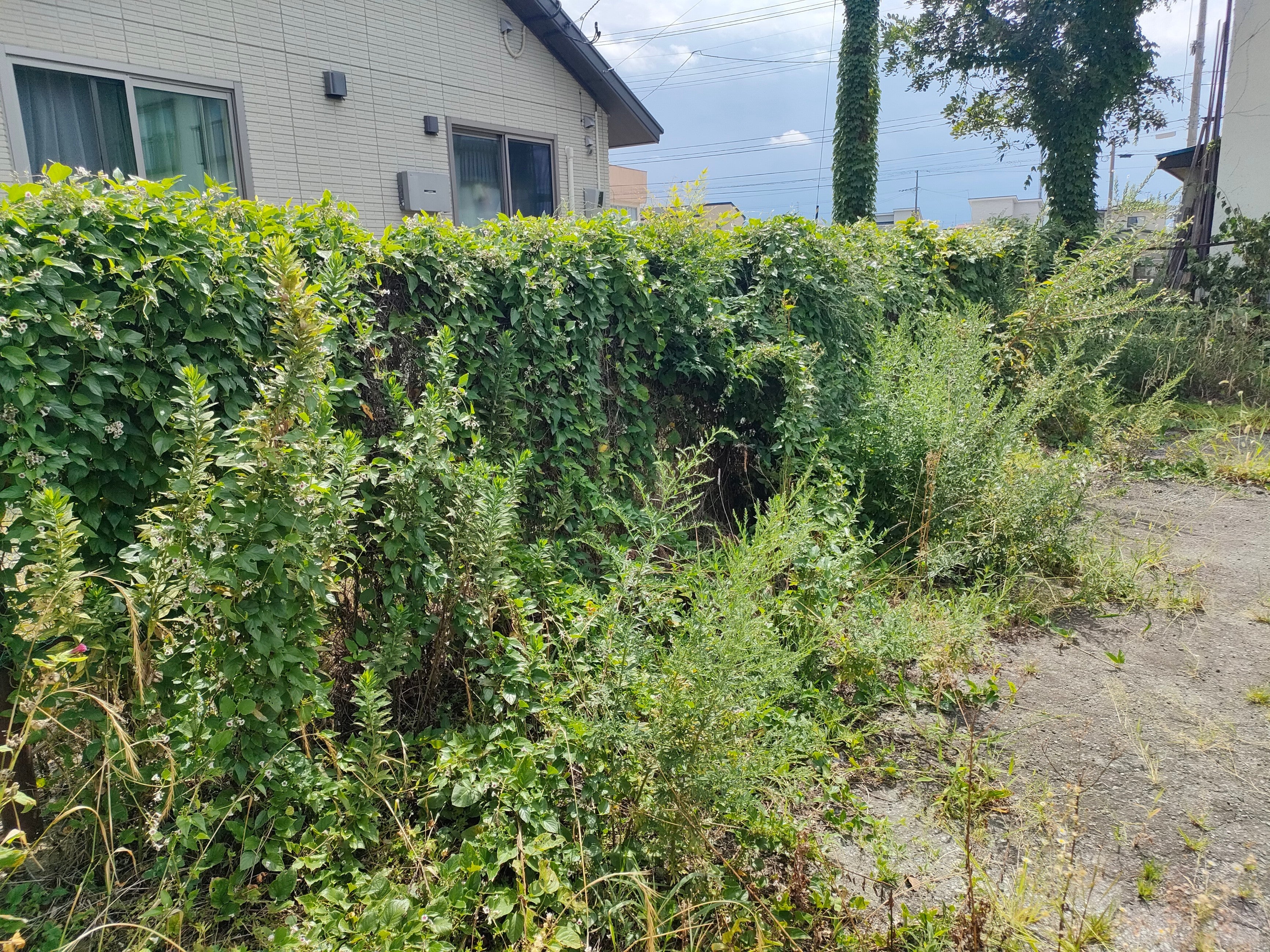 お庭のお手入れ＆雑草対策！快適な住環境づくりの写真