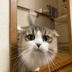 ペットサロンWoof  _3枚目