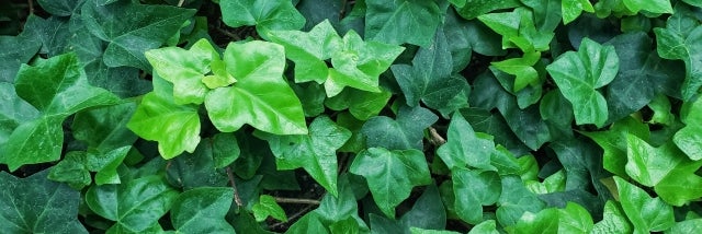 Natural Care Studio エルマーナ
