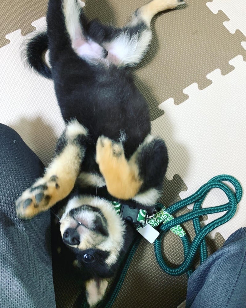 ドッグスクールあさひの出張レッスンの写真