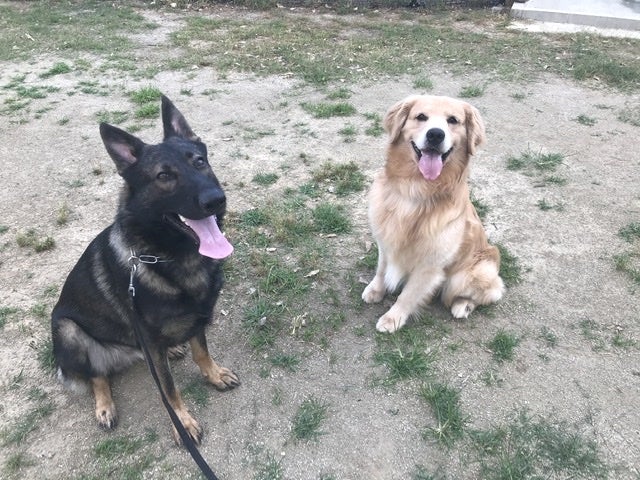 ドッグスクールあさひのスクールコース(犬の幼稚園)の写真