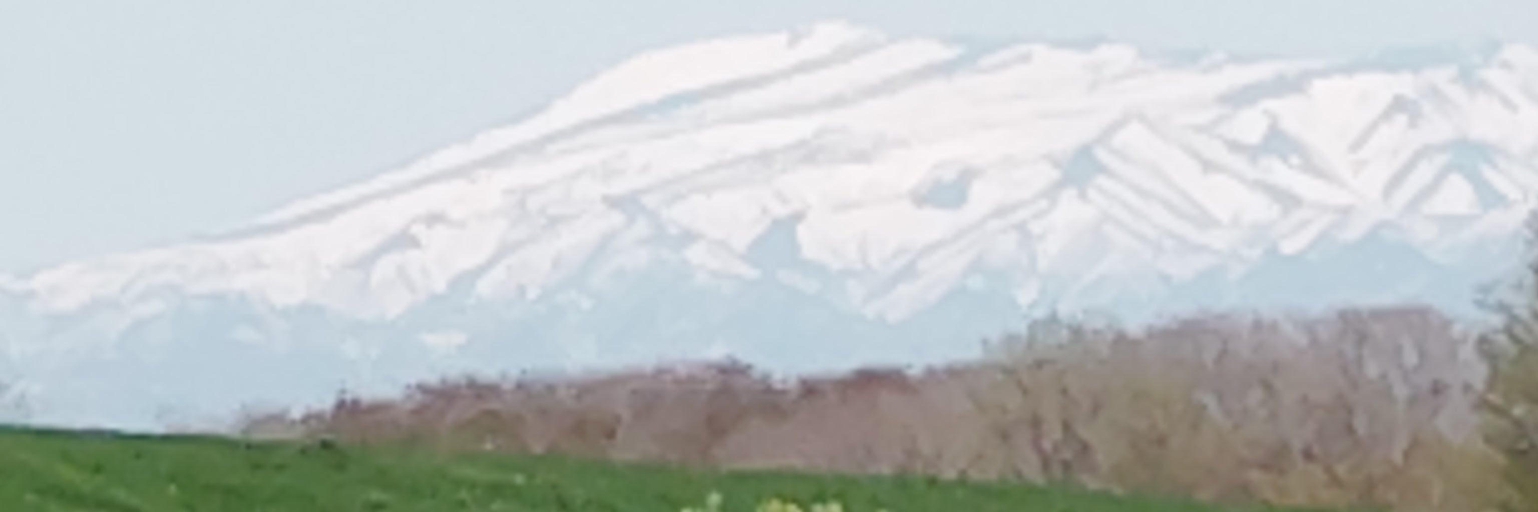 ミモザ