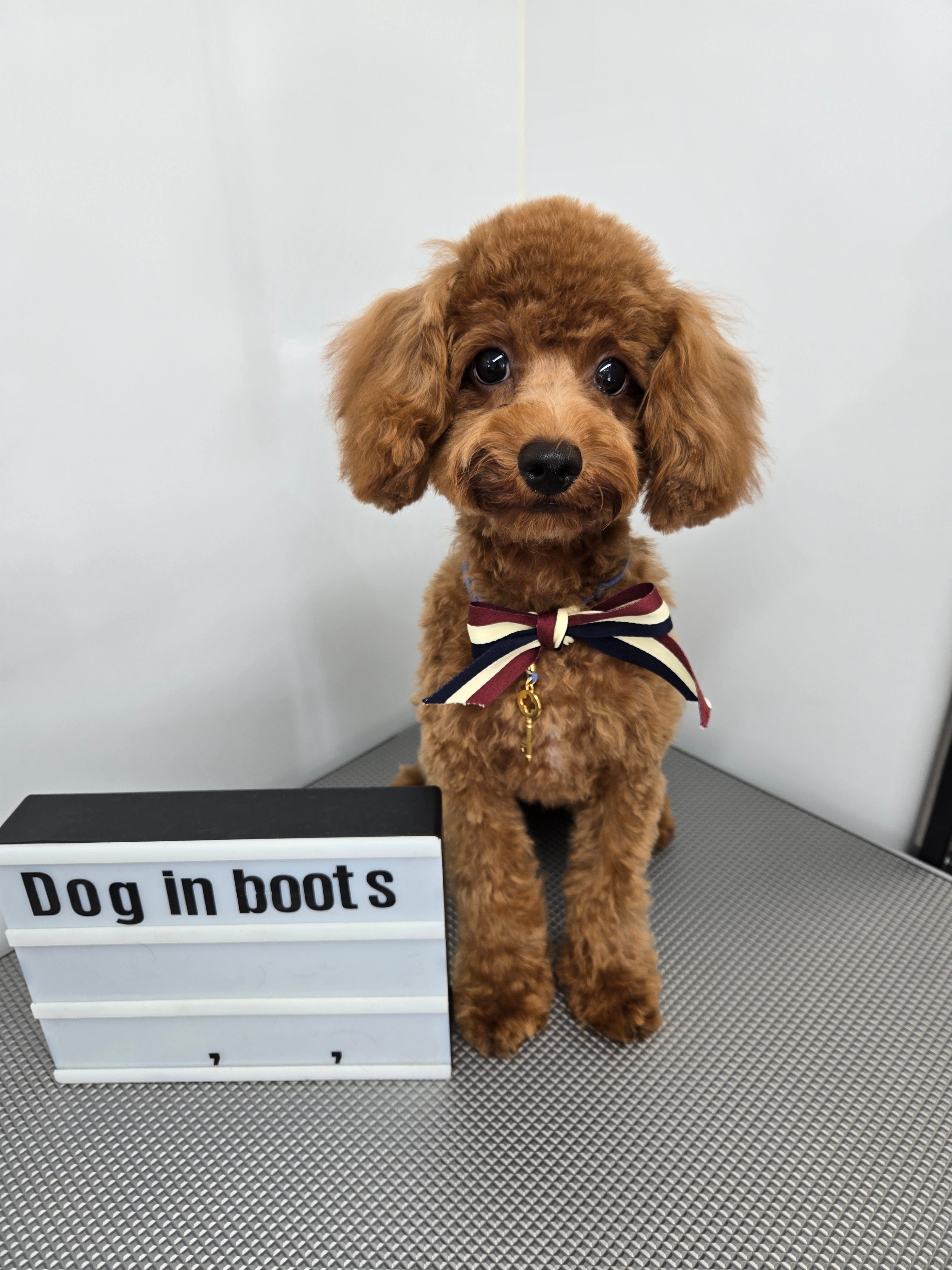 Dog in boots 〜ドッグサロン〜のシャンプーカットの写真