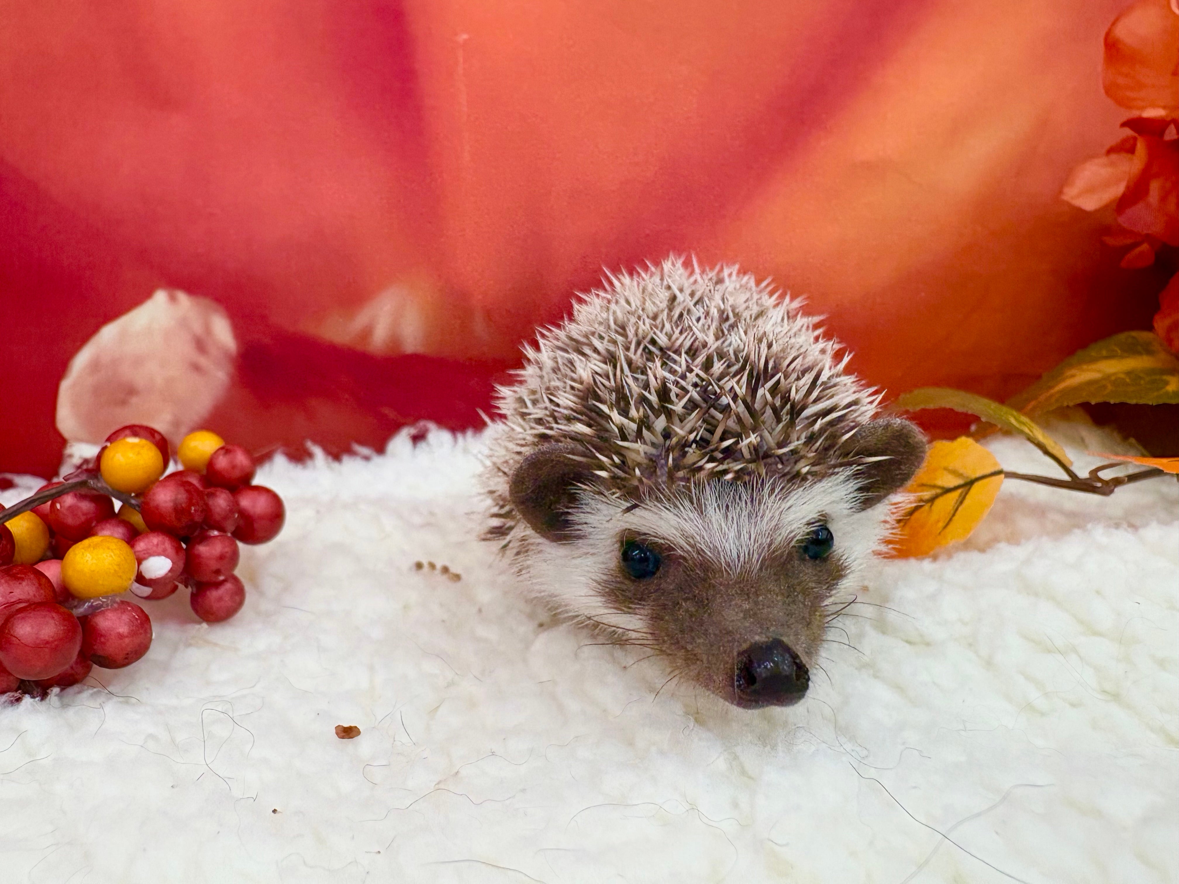 ペットショップ　ディアパートナーのヨツユビハリネズミの写真