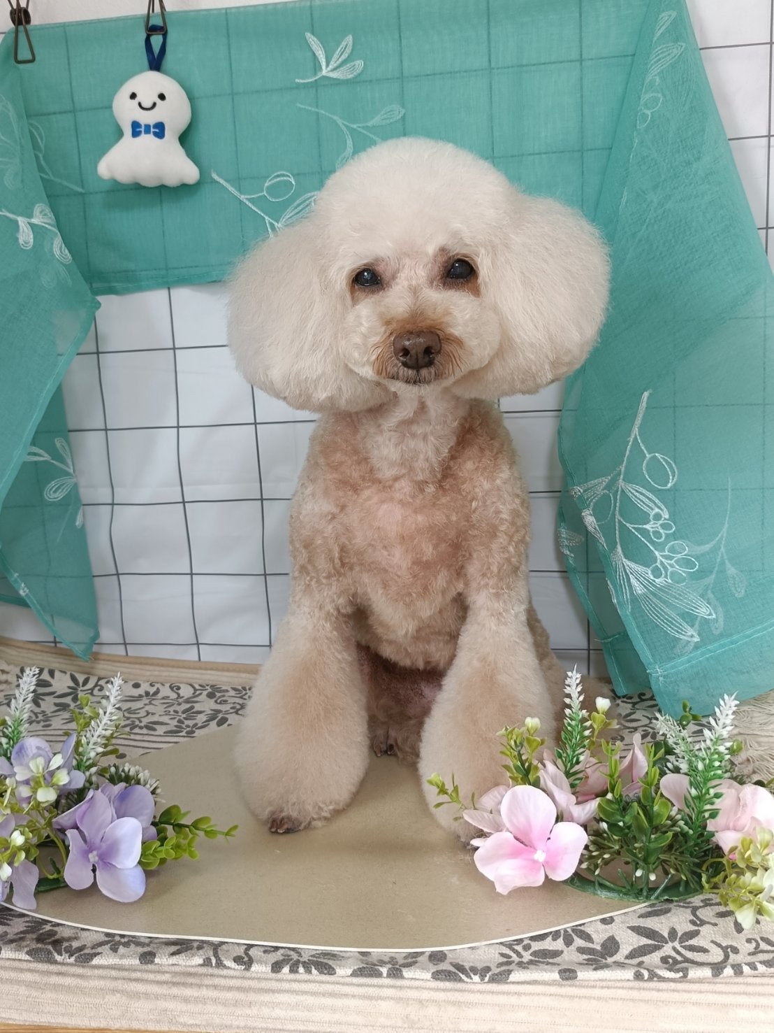 “安心して預けられる”と高評価♪愛犬の健康美を守るプロトリマーの写真