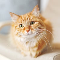 cat salon 猫まんまの全身カットの写真