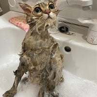 cat salon 猫まんまのシャンプーの写真