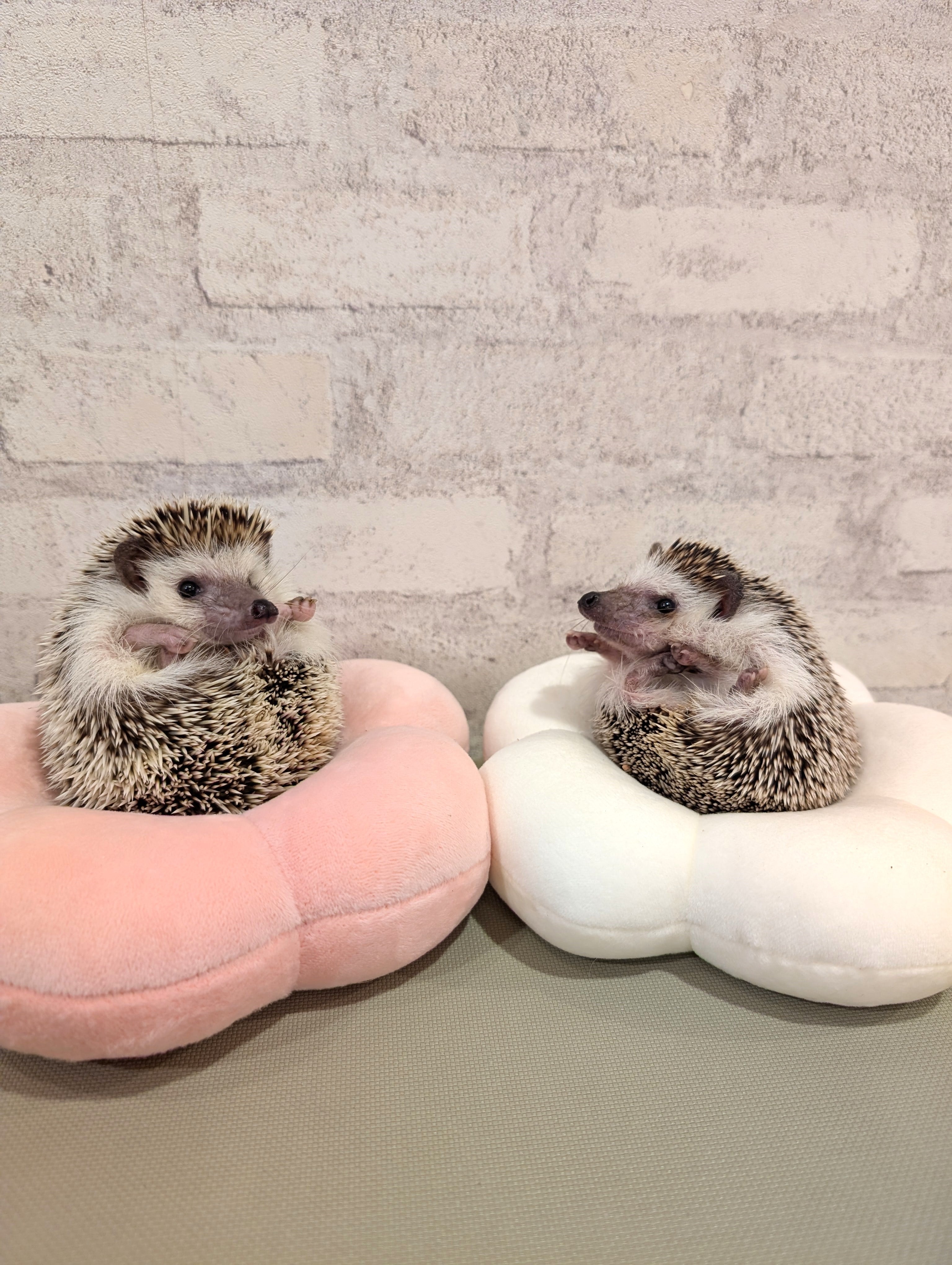 そっくり⁉るなくんとあんずちゃん❣ | ハリネズミ専門Cafe HARRY WOOD