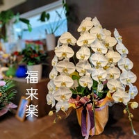 花国湘南台店のオープン祝の３本立ち胡蝶蘭　輪数多めの豪華な胡蝶蘭ですの写真