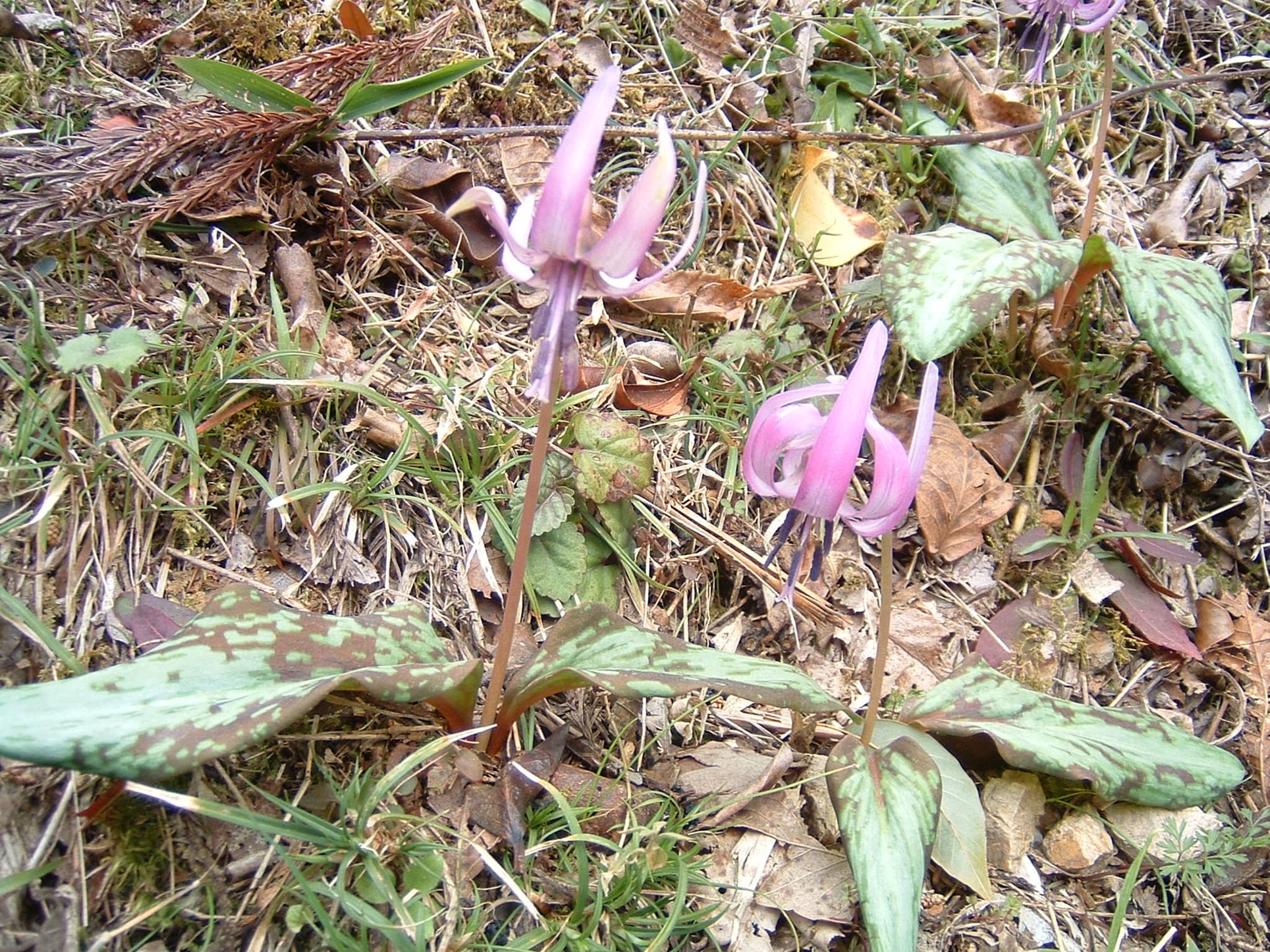 平松カタクリ園_2枚目