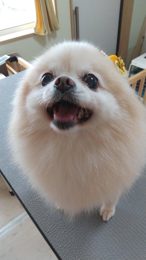 Dogsalon pokapoka(ドックサロンぽかぽか)のシャンプーコースの写真