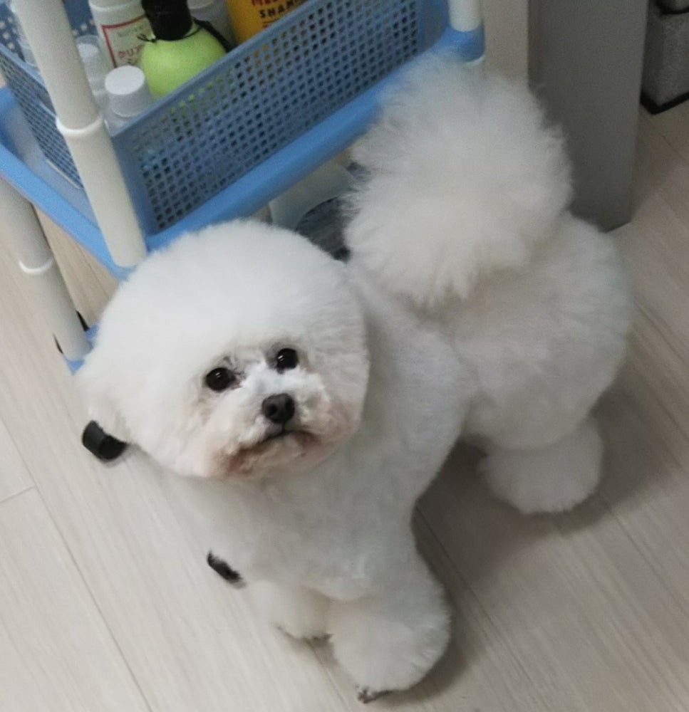 Dogsalon pokapoka(ドックサロンぽかぽか)のシャンプーカットコースの写真