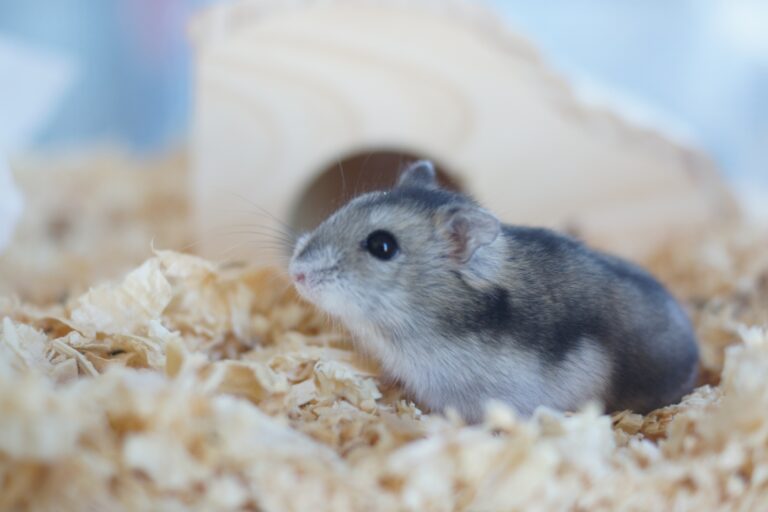 ペットのお葬式のハムスター、小鳥等／2kgまでの小動物の写真