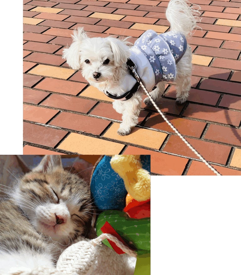 ペットのお葬式の犬等／5kg～10kgまでの動物の写真
