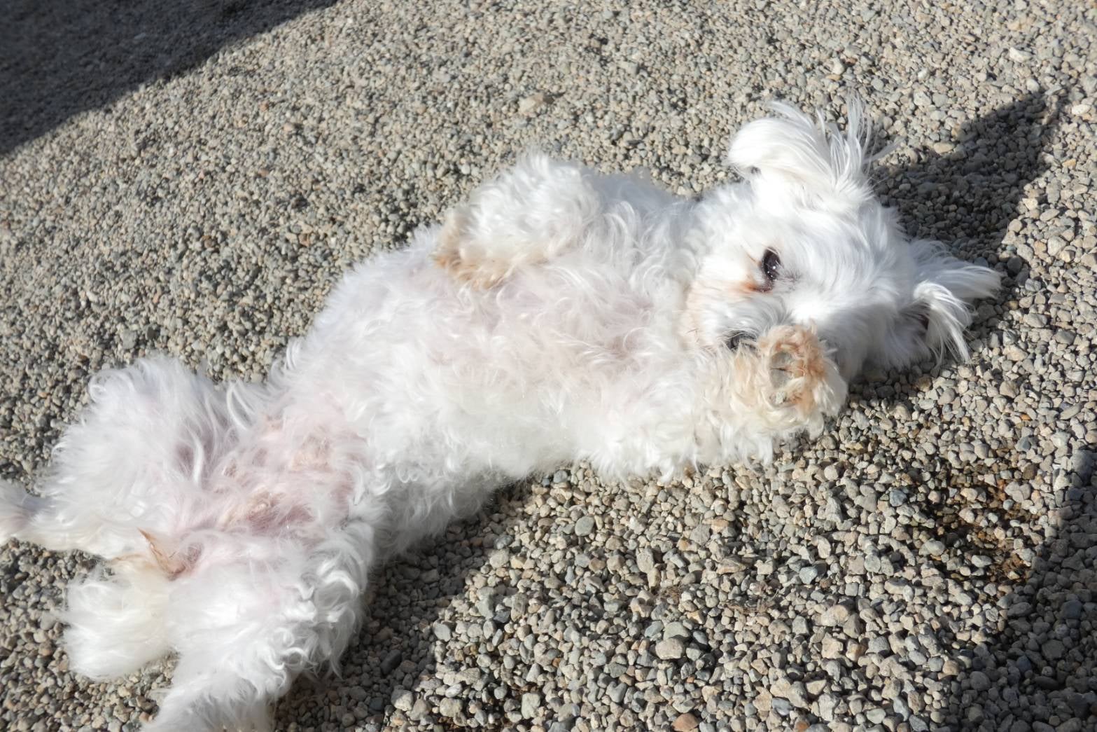 老犬シッター ウィズ【栃木県】の成犬プラン (60分)の写真