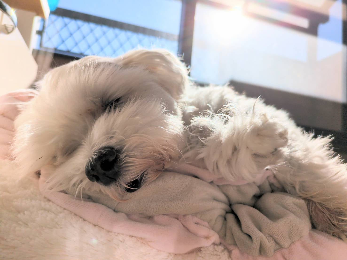 老犬シッター ウィズ【栃木県】の老犬介護プラン (90分)の写真