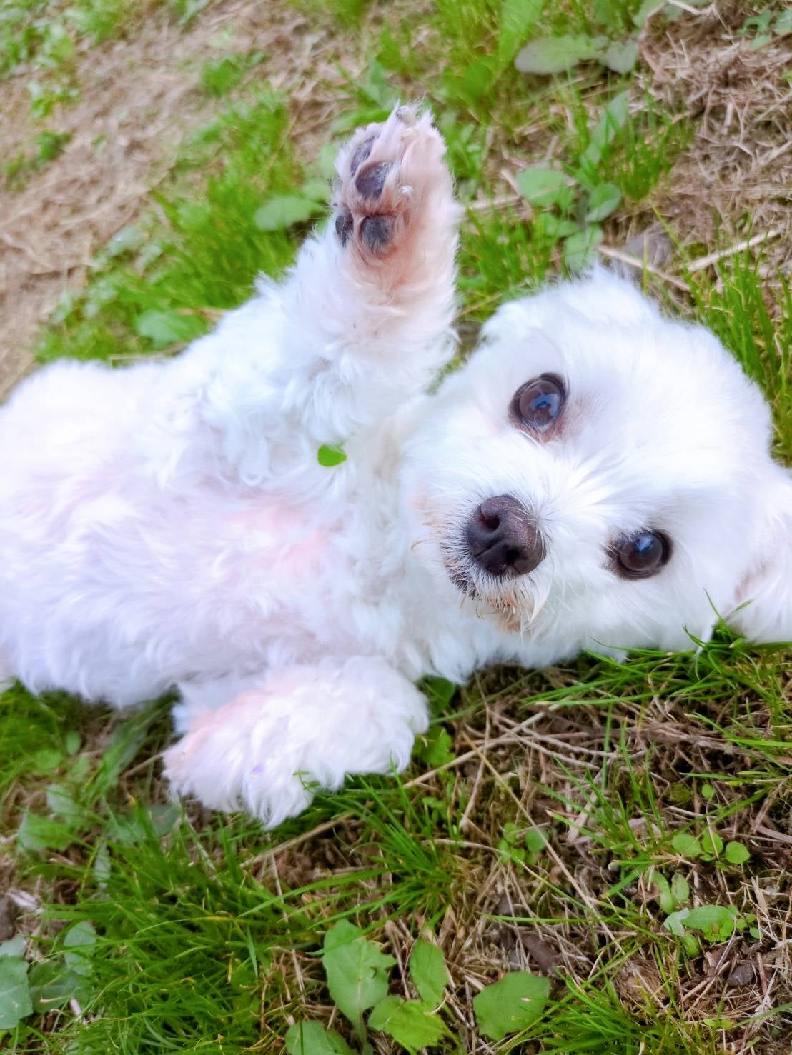 老犬シッター ウィズ【栃木県】の1日2回訪問 成犬プラン (60分×60分)の写真