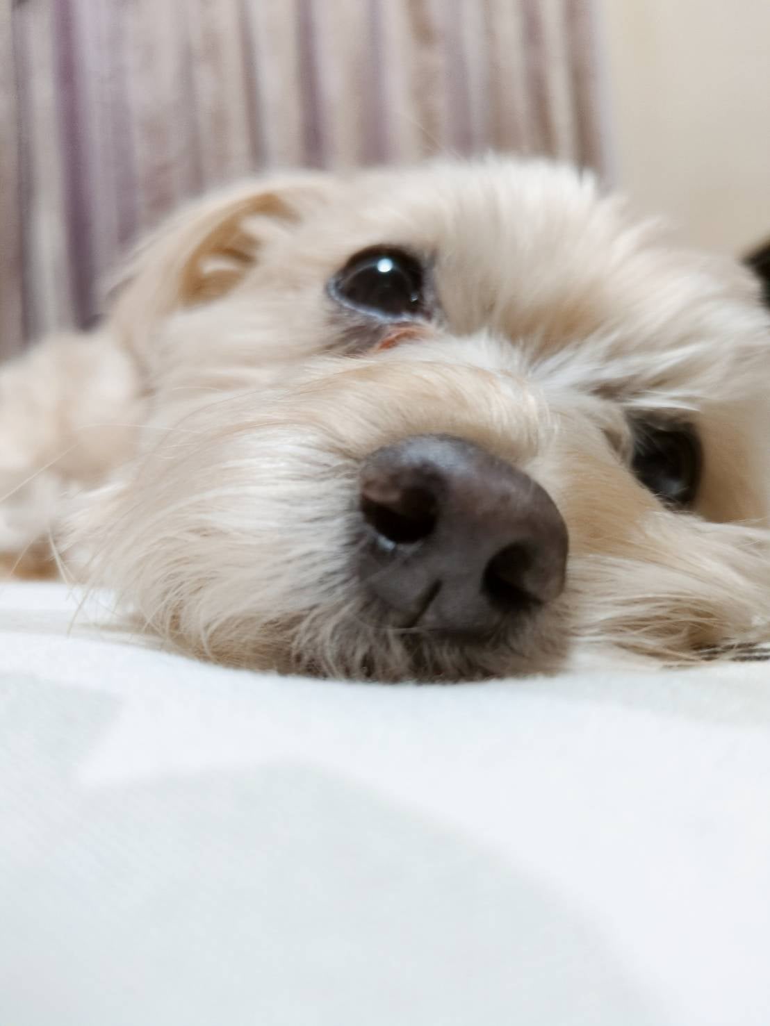 老犬シッター ウィズ【栃木県】の1日2回訪問 老犬プラン (90分×90分)の写真