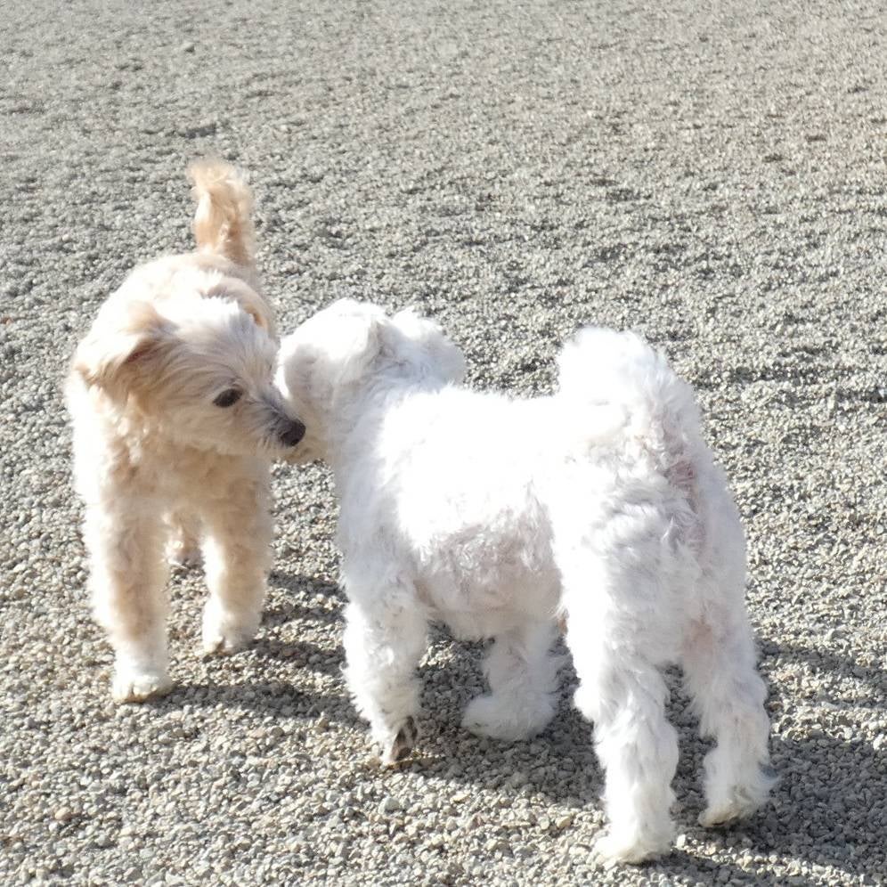 老犬シッター ウィズ【栃木県】の【オプション】多頭シッティングの写真
