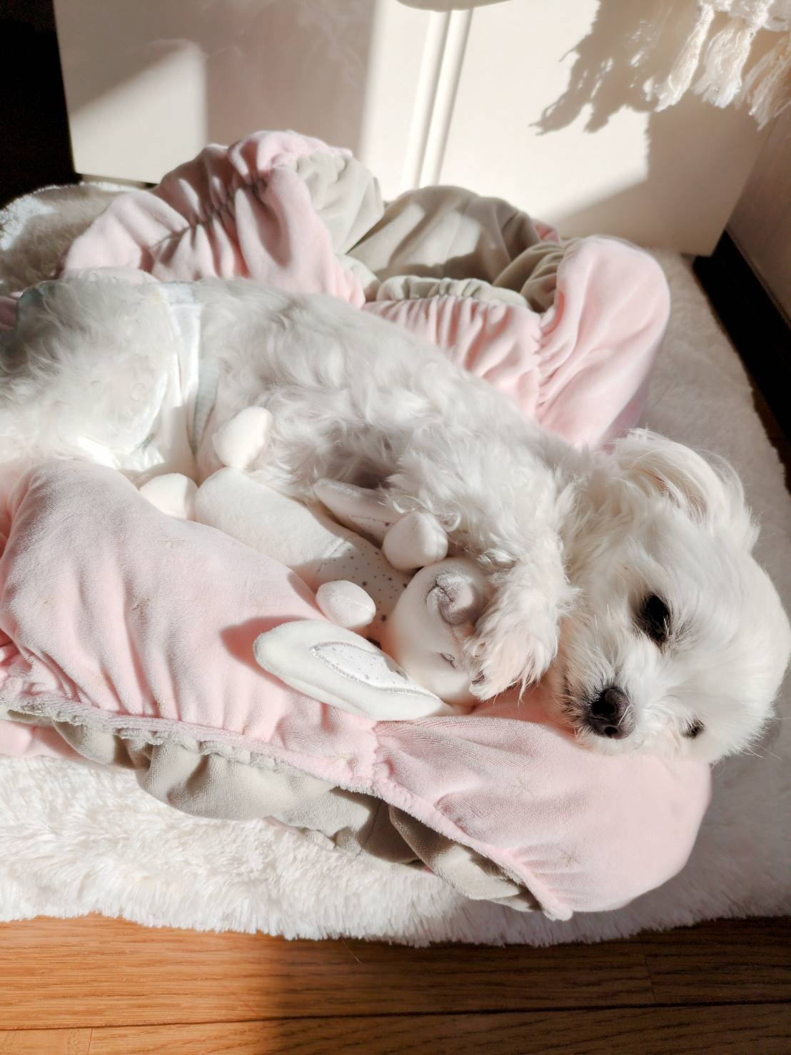 老犬シッター ウィズ【栃木県】の1日2回訪問 安心のロングプラン （180分×180分）の写真