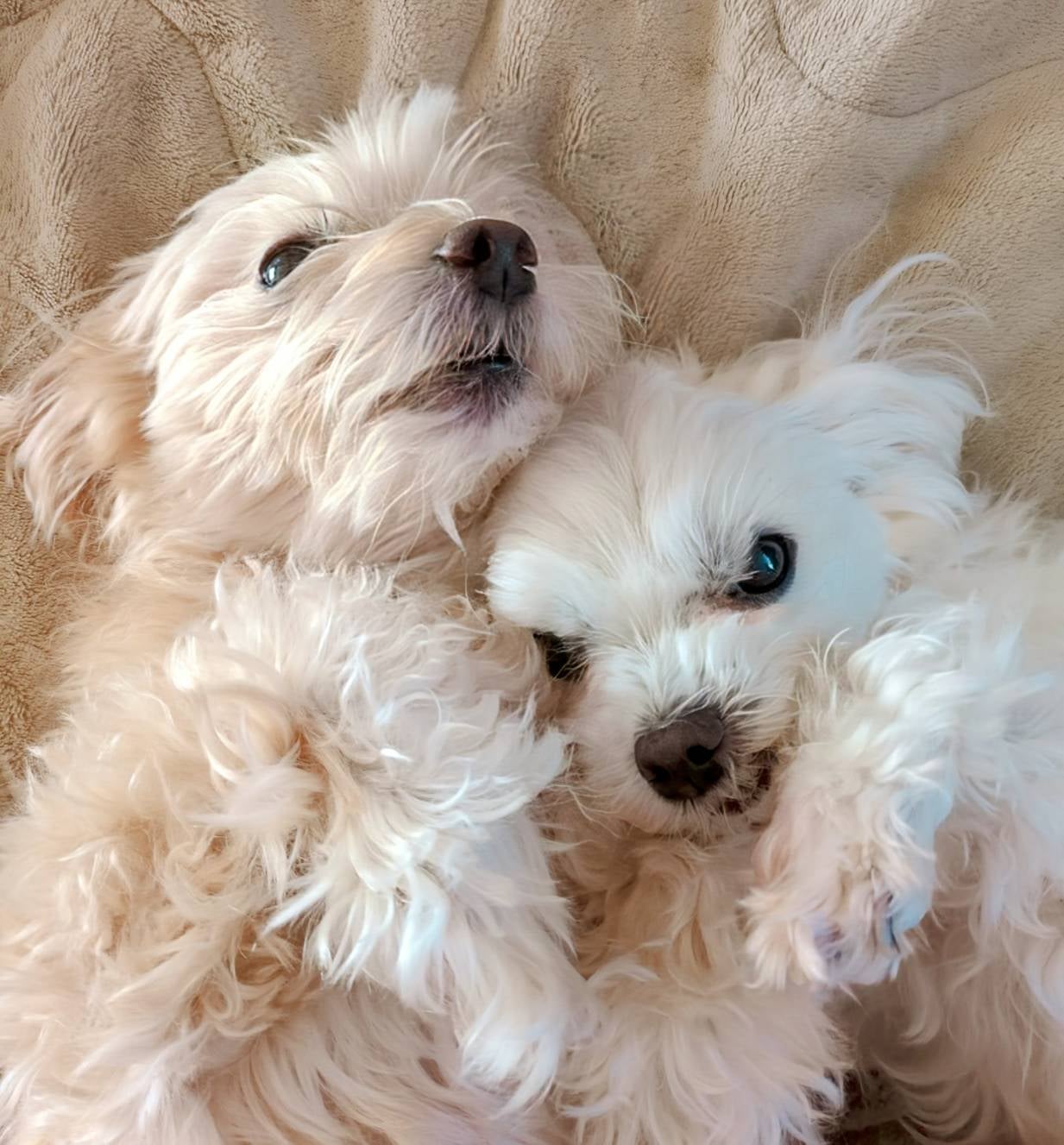 老犬シッター ウィズ【栃木県】の【オプション】ケア延長 (30分)の写真