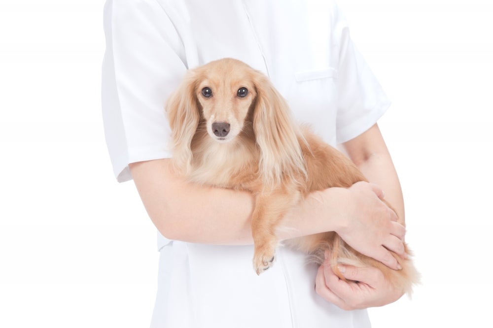 さつま動物病院の老犬ホームの写真
