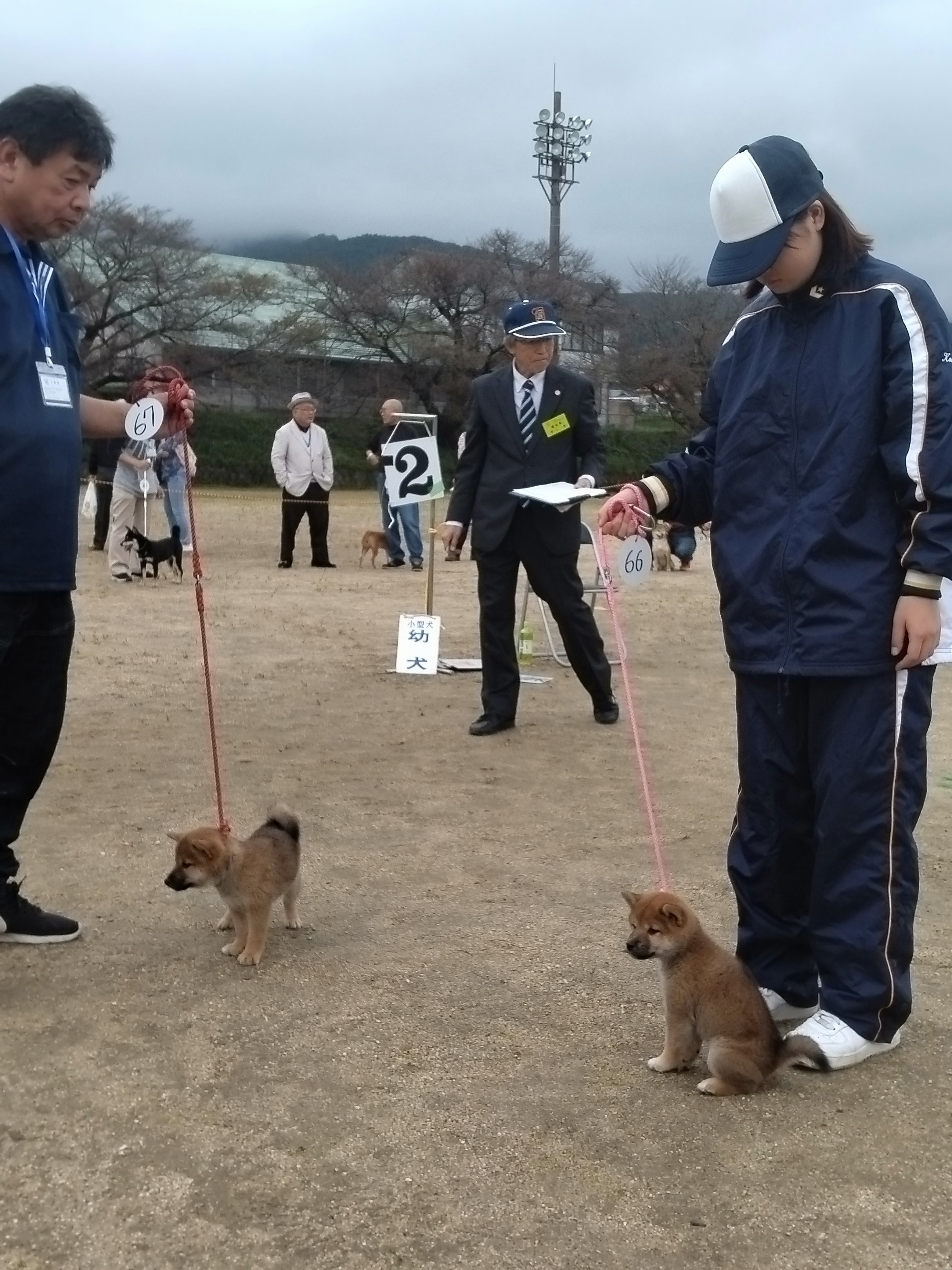 令和8年日本犬保存会長野展の写真