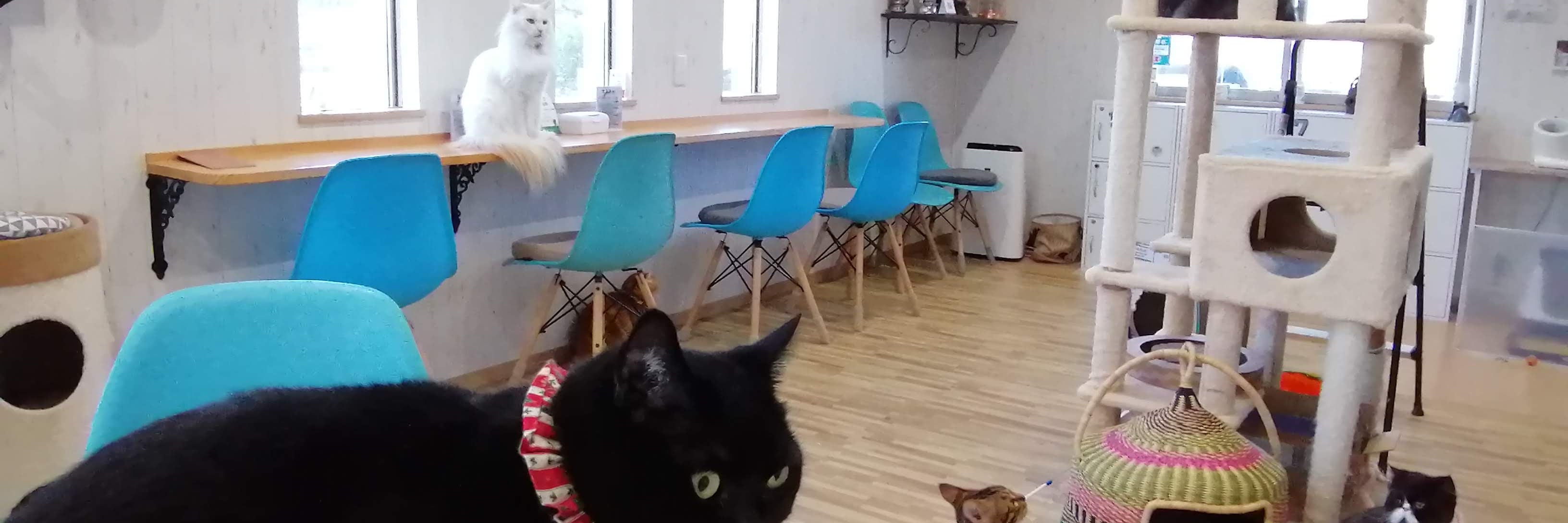 Cafe ねこのひたい