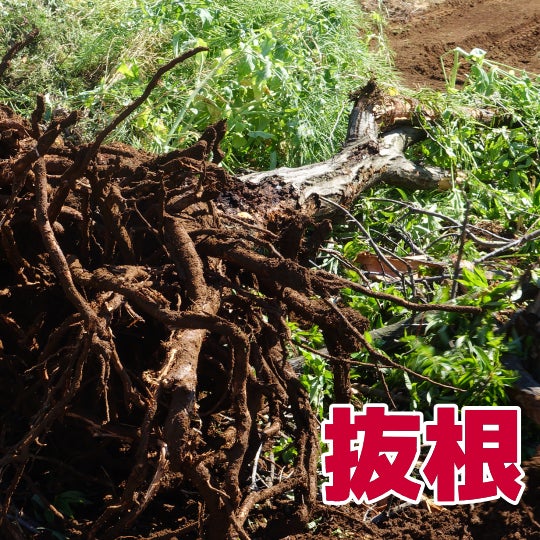 榮倉theGARDEN 関営業所 -お庭のお手入れ専門店-の【抜根】4,400円〜/1株 （税込）　※サイズにより価格が変動します。の写真