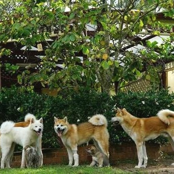 2020/04/01に秋田犬 柴犬 小平鷹の台犬舎が投稿した、雰囲気の写真