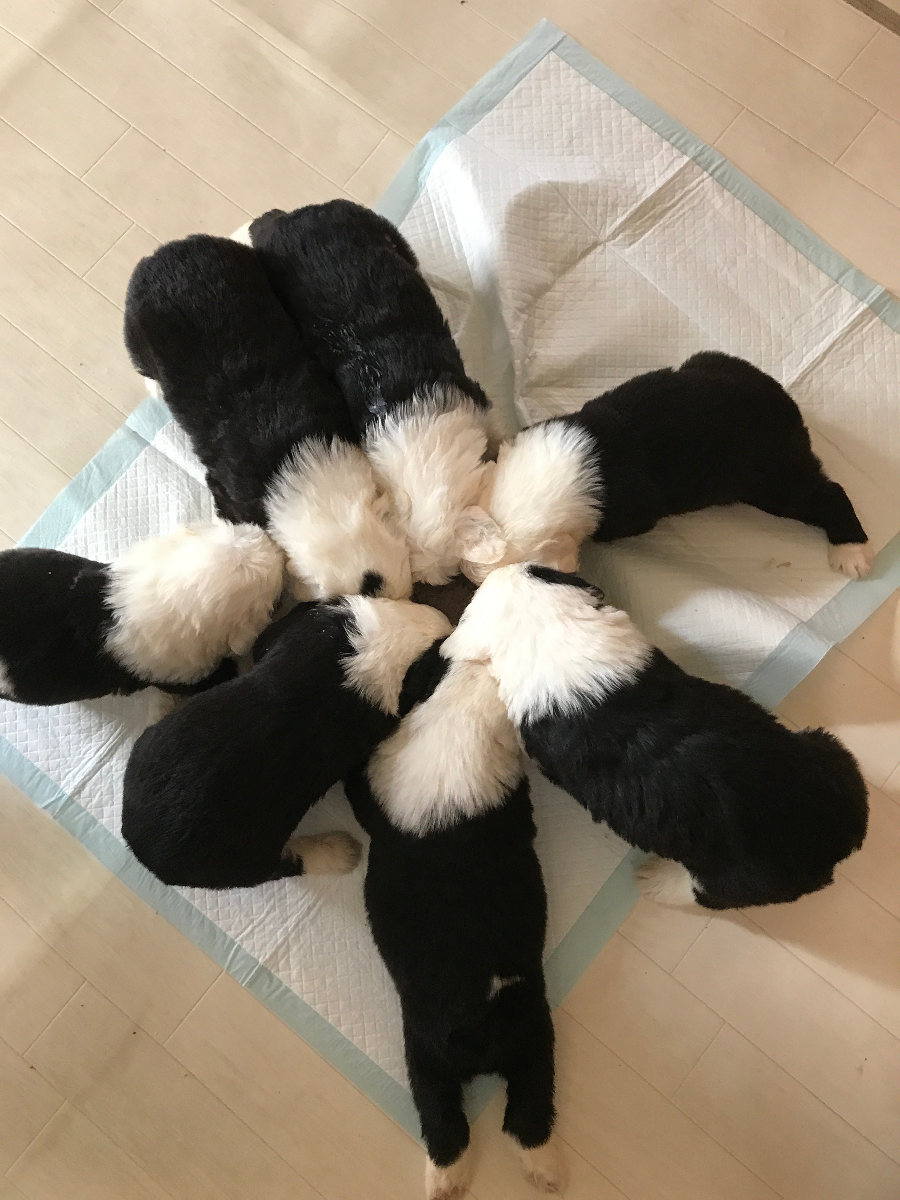 Teddy Boyのオールド・イングリッシュ・シープドッグの見学の写真