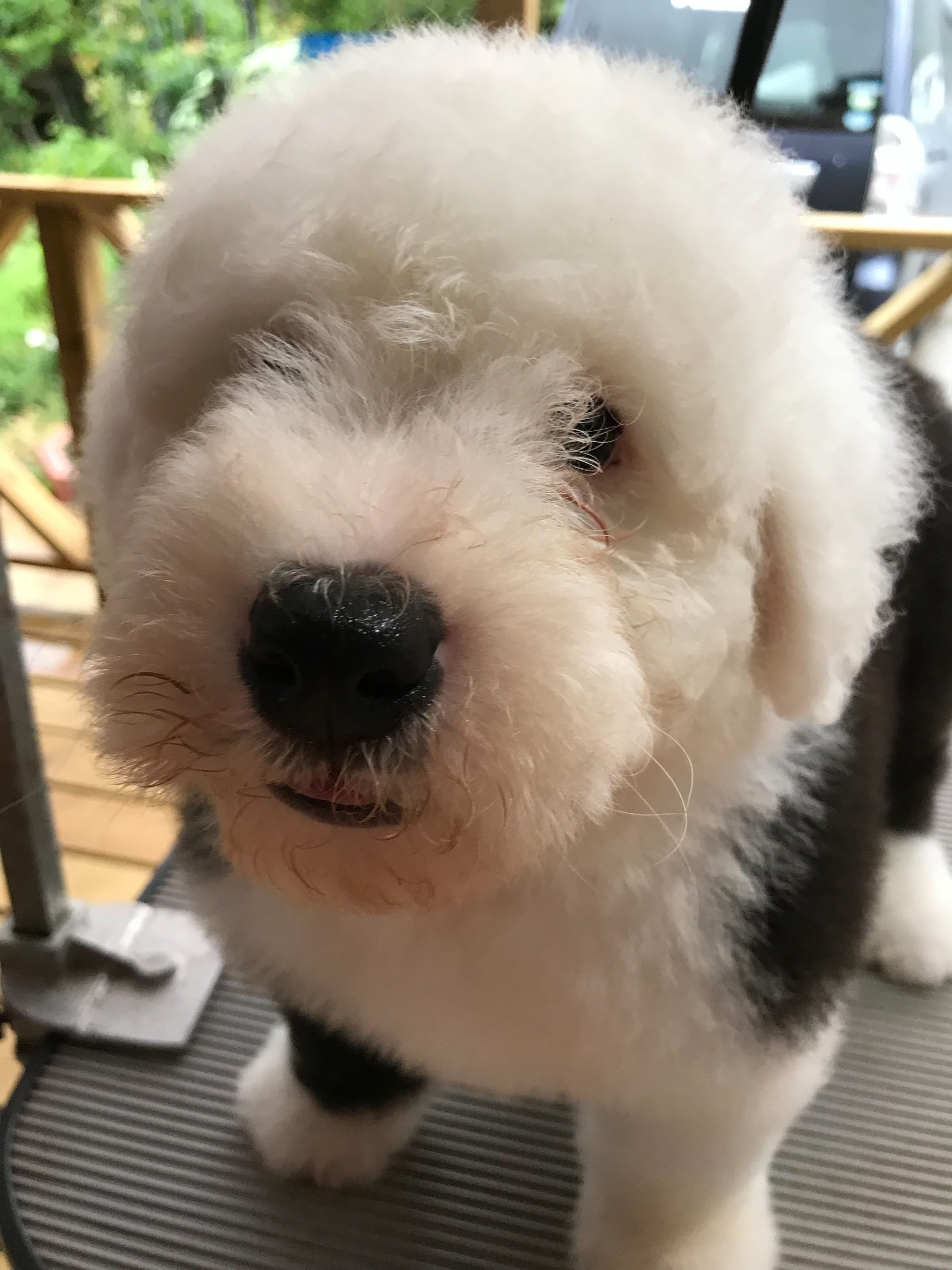 Teddy Boyのお迎え・お引き渡しの写真